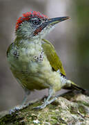 European Green Woodpecker