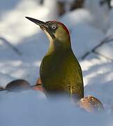 European Green Woodpecker