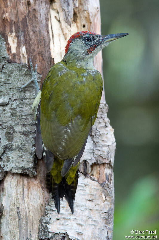 European Green Woodpecker male immature, identification, moulting