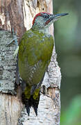 European Green Woodpecker