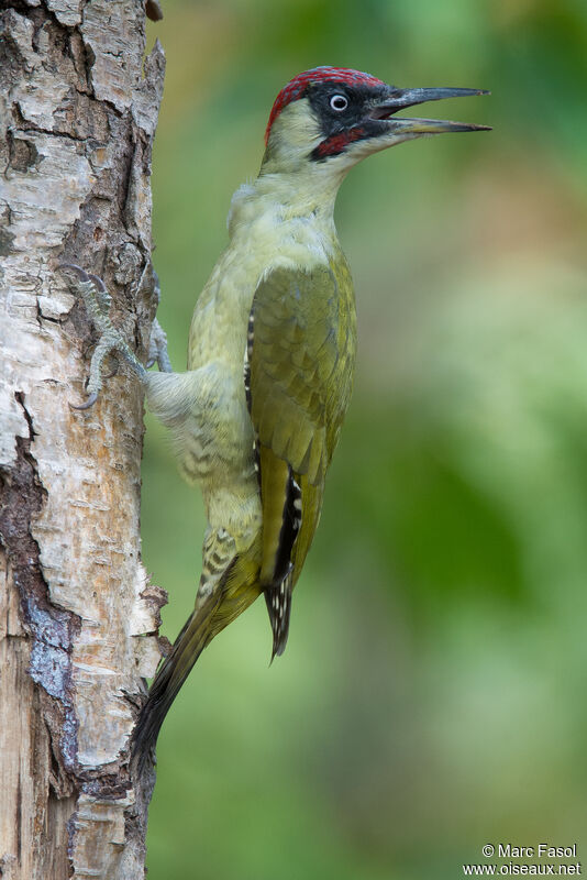 European Green Woodpecker male adult, identification, song
