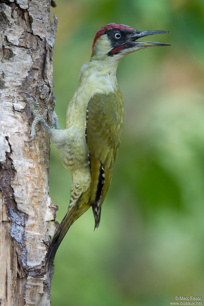 European Green Woodpecker male adult, identification, song