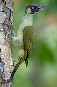 European Green Woodpecker