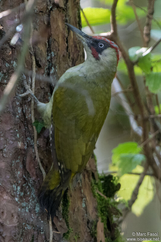 European Green Woodpecker male