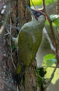 European Green Woodpecker