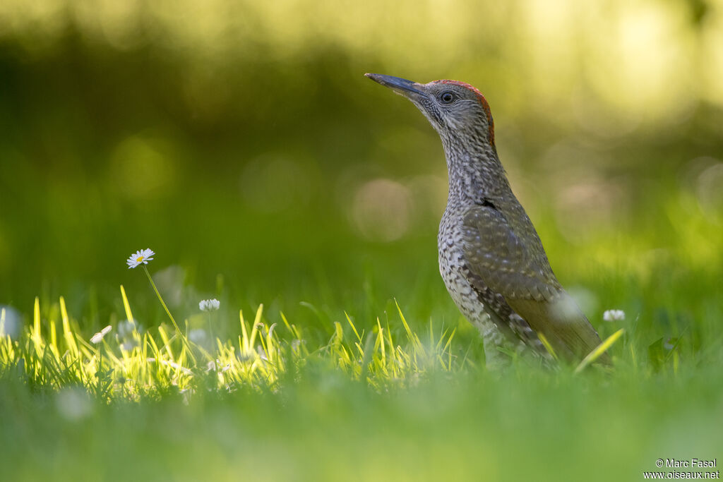 European Green Woodpecker female juvenile, feeding habits