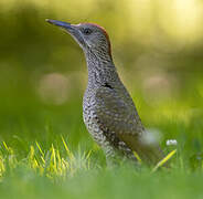 European Green Woodpecker