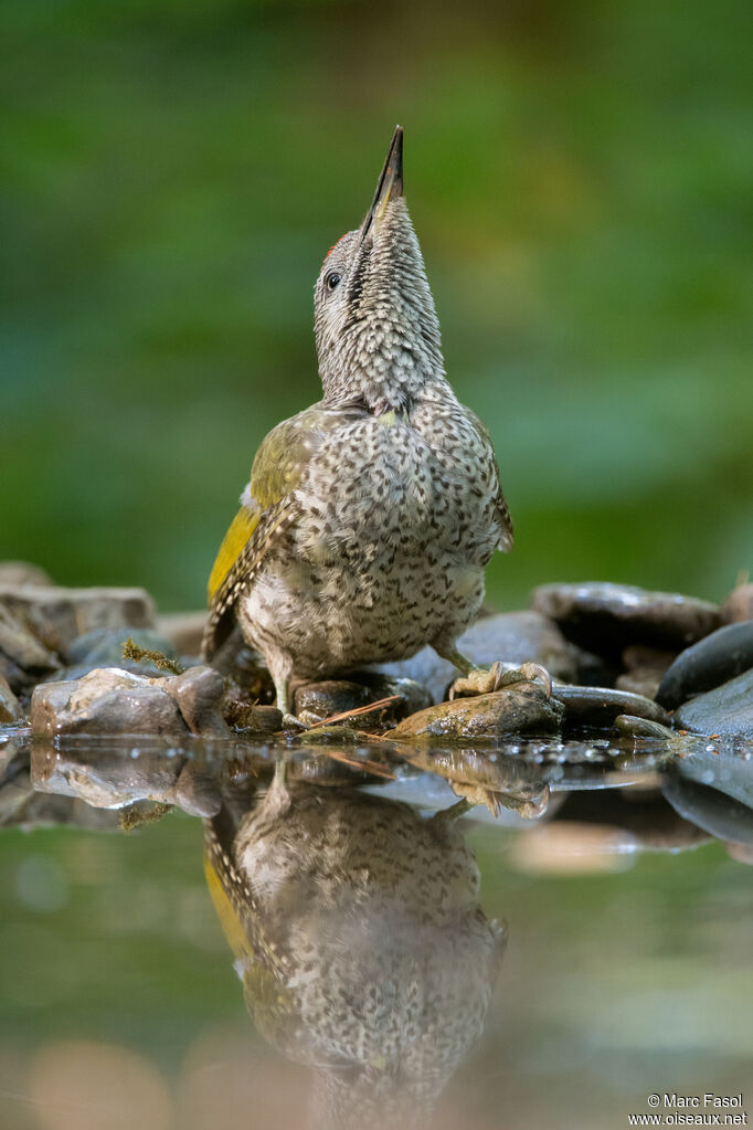 European Green Woodpecker female juvenile, identification, drinks