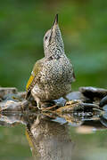 European Green Woodpecker