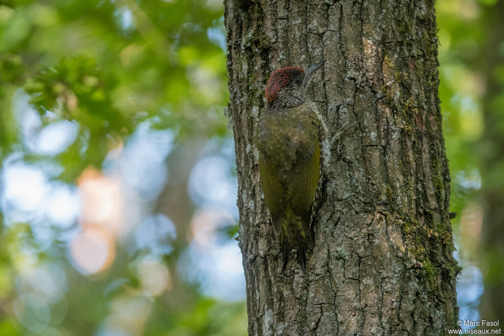 European Green Woodpecker female juvenile