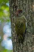 European Green Woodpecker