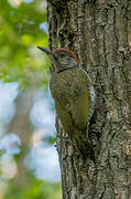 European Green Woodpecker