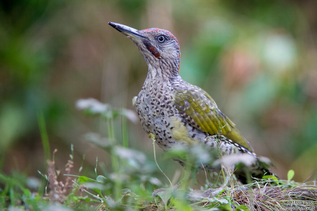 European Green Woodpecker male juvenile, close-up portrait