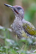 European Green Woodpecker