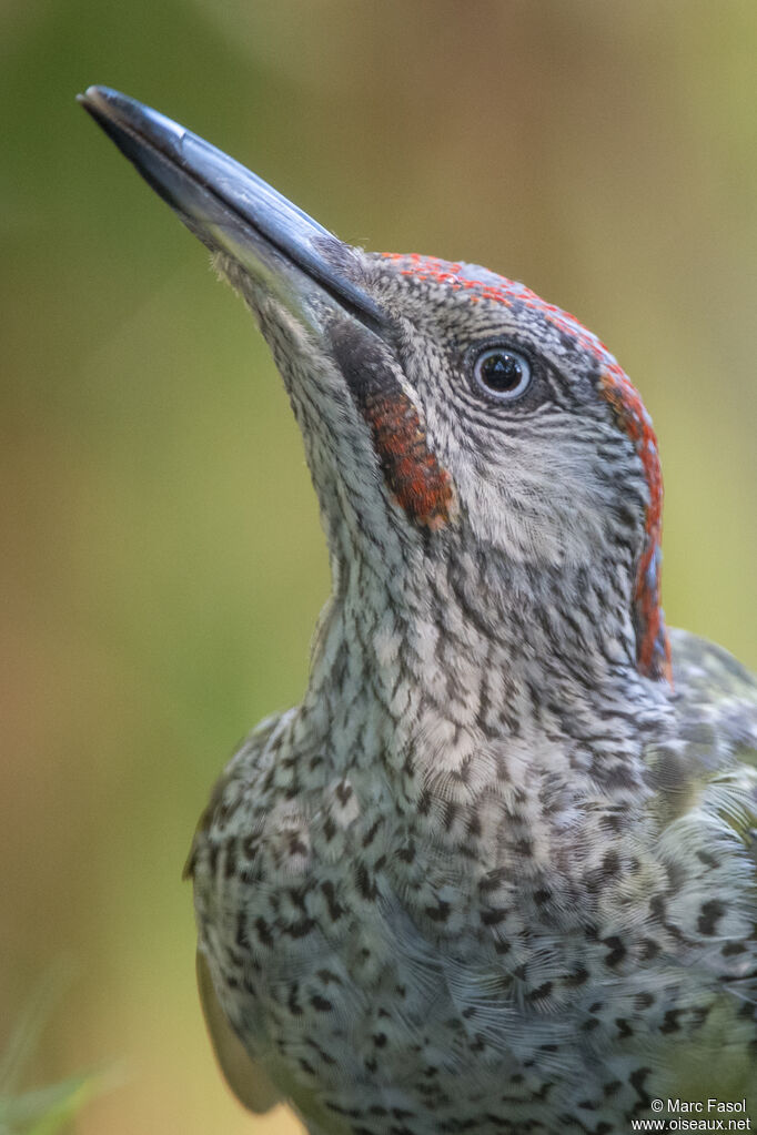 European Green Woodpecker male juvenile, close-up portrait