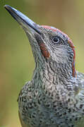 European Green Woodpecker