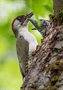 European Green Woodpecker