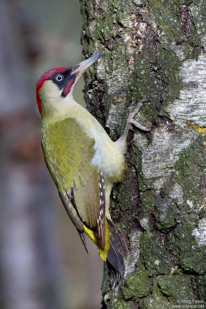 European Green Woodpecker male adult breeding, identification