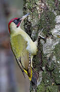 European Green Woodpecker