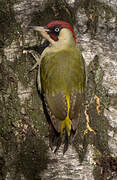 European Green Woodpecker