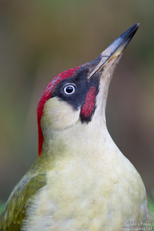 European Green Woodpecker male adult breeding, close-up portrait