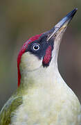 European Green Woodpecker