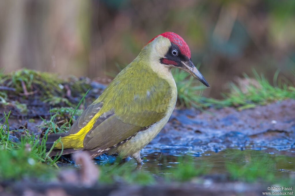 European Green Woodpecker male adult breeding, identification, care