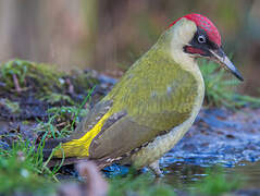 European Green Woodpecker