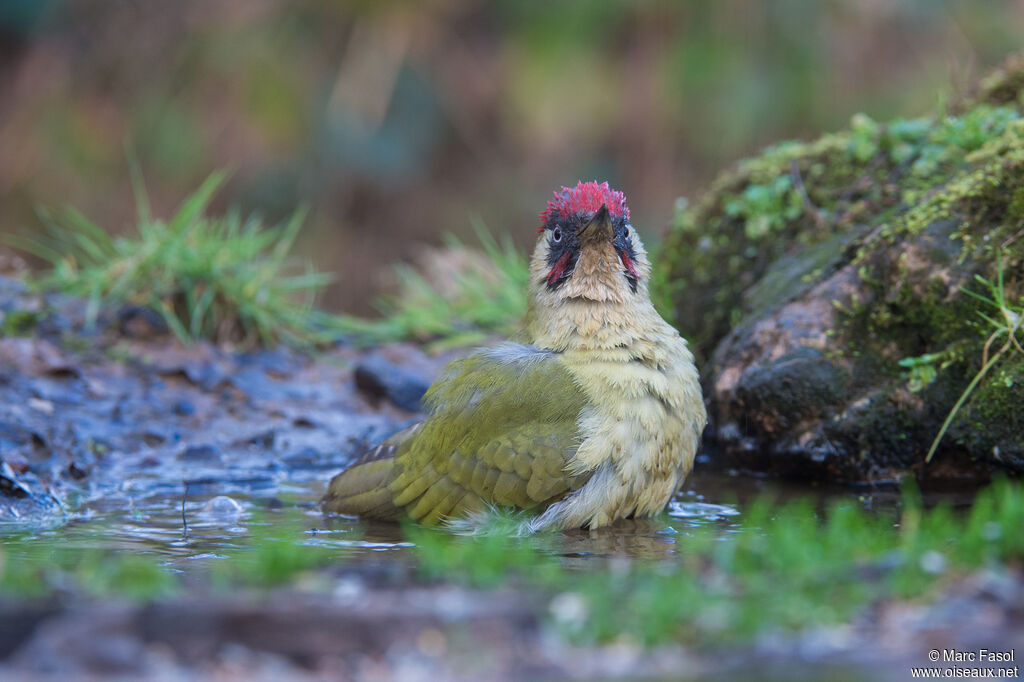 European Green Woodpecker male adult breeding, care