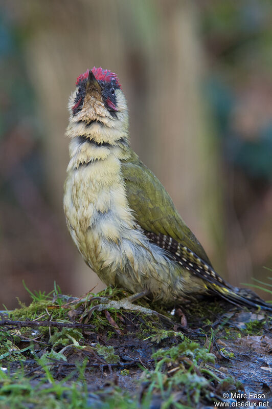 European Green Woodpecker male adult, identification, care