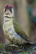 European Green Woodpecker