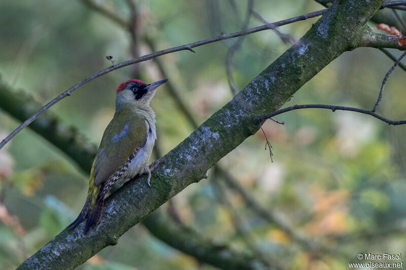 European Green Woodpecker female adult post breeding, identification, camouflage