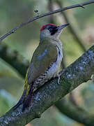 European Green Woodpecker