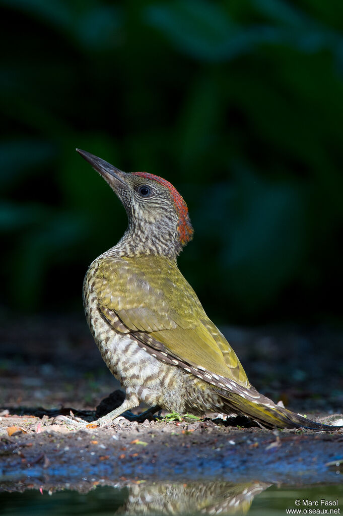 European Green Woodpeckerjuvenile, identification, drinks