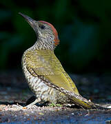 European Green Woodpecker