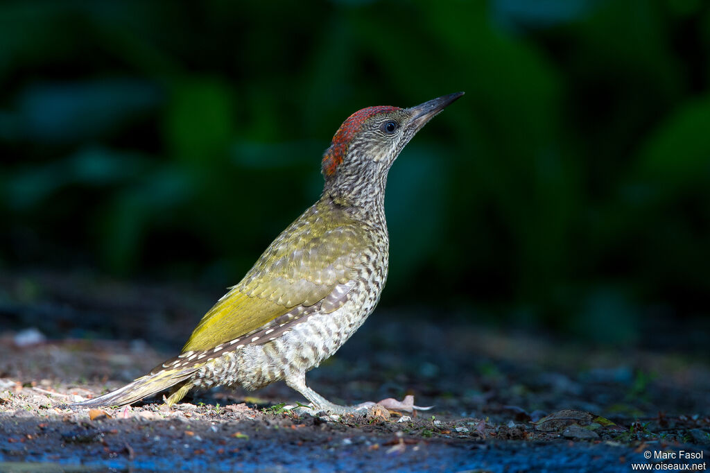 European Green Woodpeckerjuvenile, identification, drinks