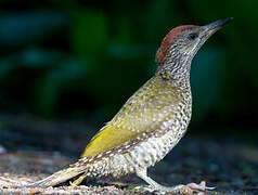 European Green Woodpecker