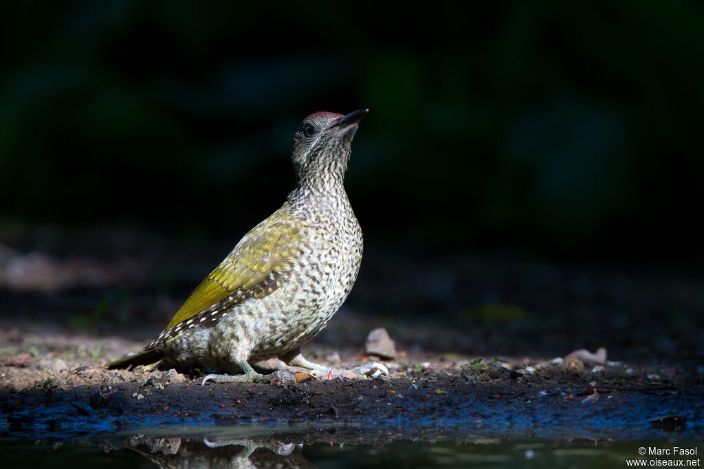 European Green Woodpeckerjuvenile, identification, drinks