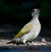 European Green Woodpecker