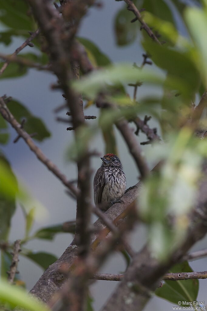 Ocellated Piculet male adult, identification