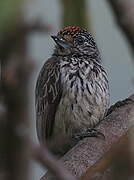 Ocellated Piculet