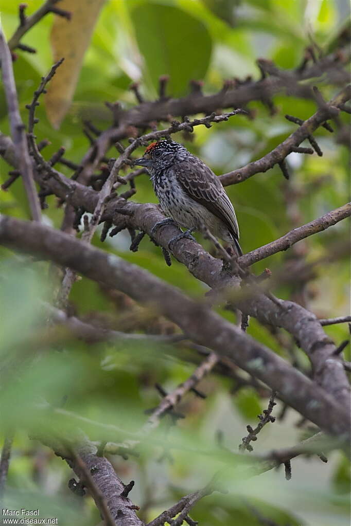 Picumne d'Orbigny mâle adulte, identification