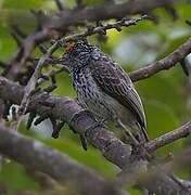 Ocellated Piculet