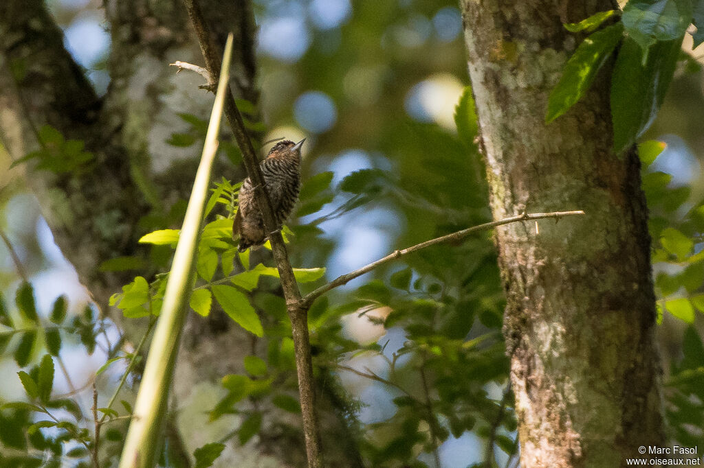 Ochre-collared Piculet male adult