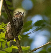 Ochre-collared Piculet