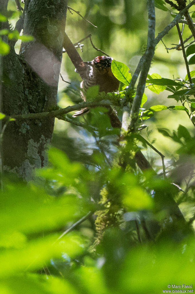 Ochre-collared Piculet male adult