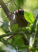 Ochre-collared Piculet