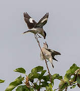 Lesser Grey Shrike