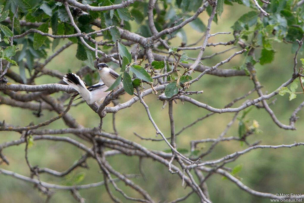 Lesser Grey Shrikeadult breeding, mating.