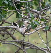 Lesser Grey Shrike